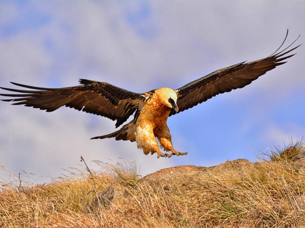 Bearded Vulture Restuarant